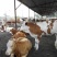 西门塔尔牛犊100~200kg