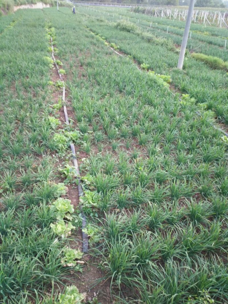 锦宁韭黄二茬30~40公分