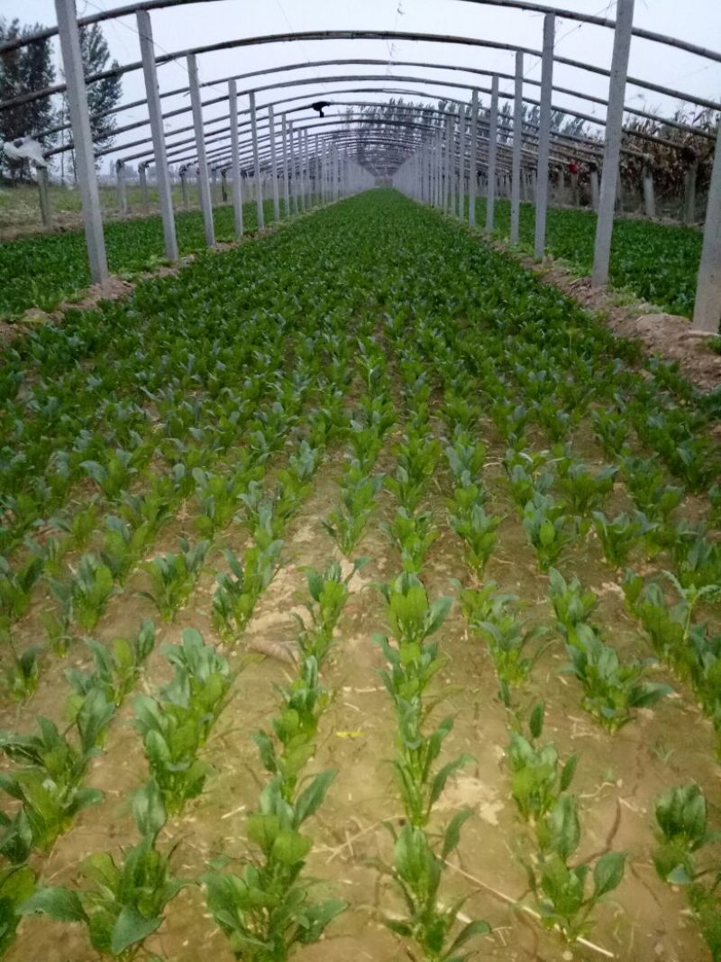 菠菜10~15厘米