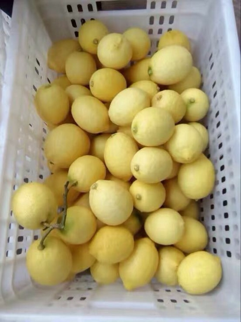 安岳尤力克柠檬