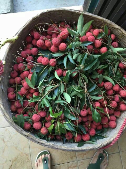 荔枝_可食率:95% 果味:味甜 直径:2cm以上 颜色