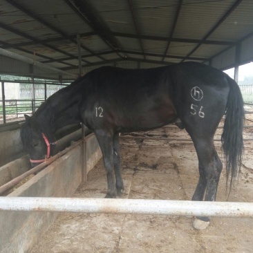 阿拉伯马300~400kg