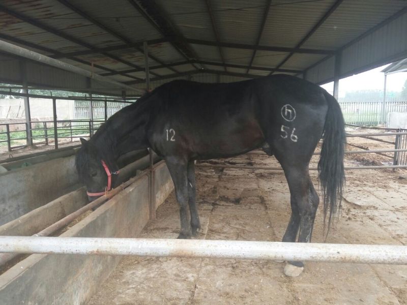 阿拉伯马300~400kg