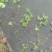 罗氏沼虾食用6~8钱活虾