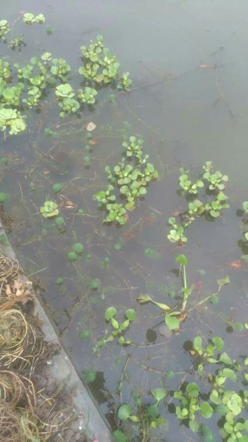 罗氏沼虾食用6~8钱活虾