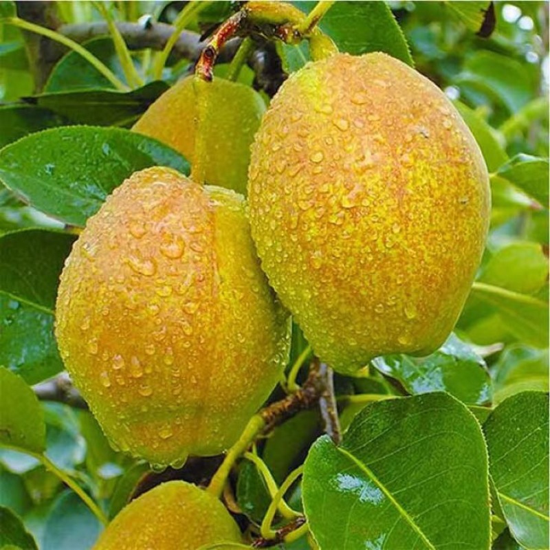 香梨