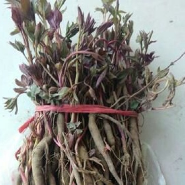 白芍种苗芍药基地供货