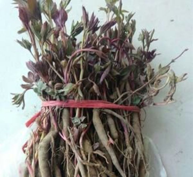 白芍种苗芍药基地供货
