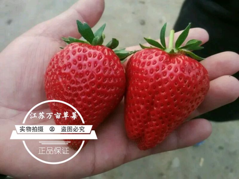 专业代收草莓徐州草莓宁玉天仙醉联盟杠二草莓美团多多