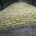 砀山梨250~300g光果