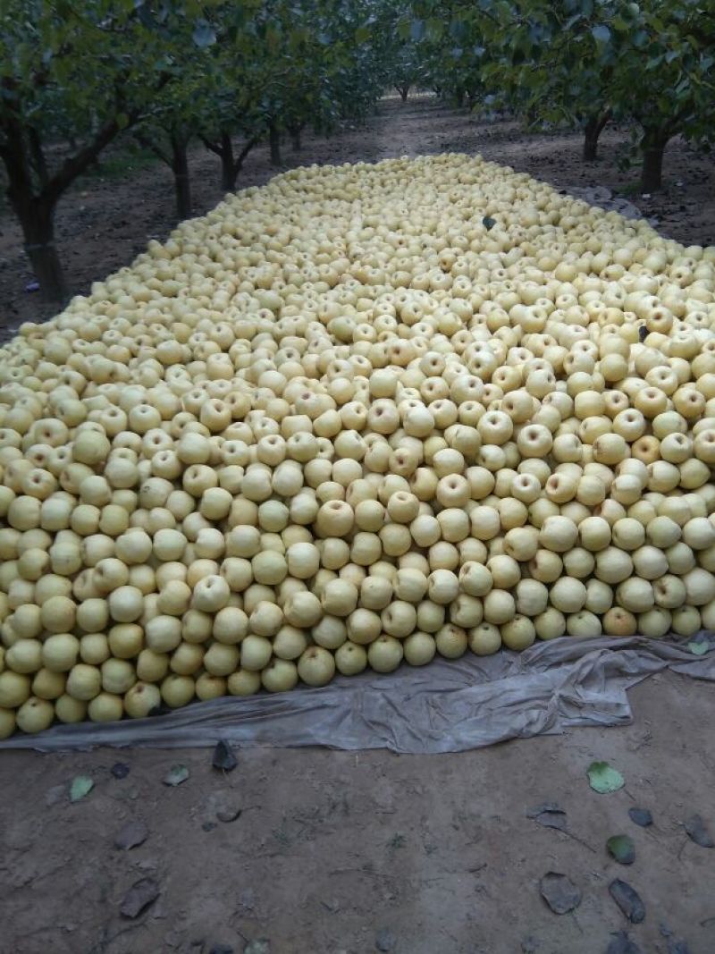砀山梨250~300g光果