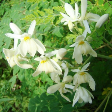辣木茶特级