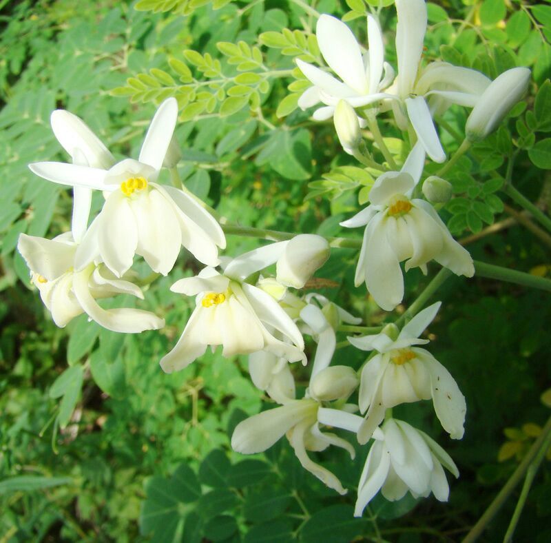 辣木茶特级