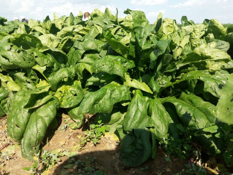 大叶菠菜20~25厘米