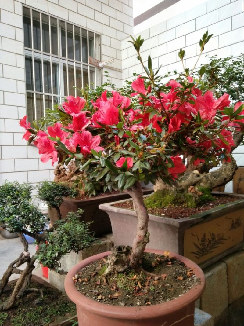 杜鹃树桩30~35cm