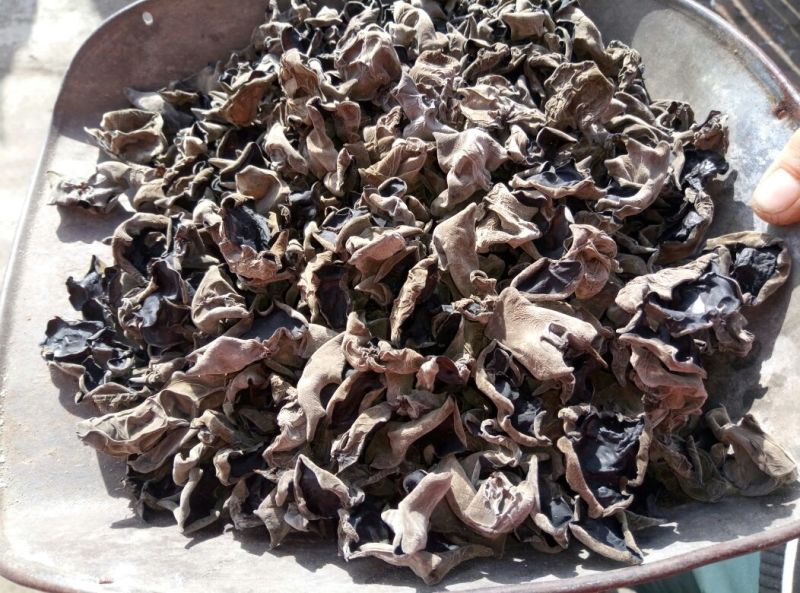 干木耳一级