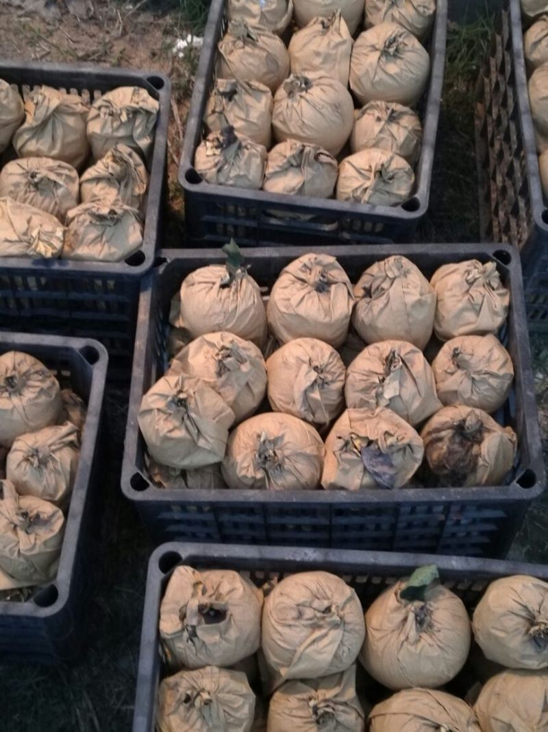 晚秋黄梨450~500g筐装