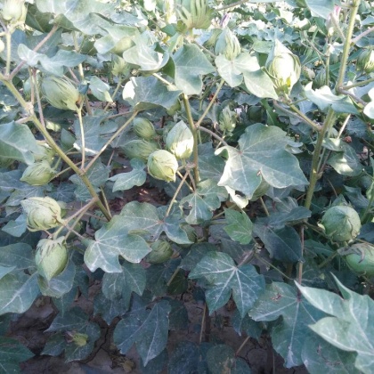 新疆阿克苏地区温宿县棉花 28mm 2批发_何云