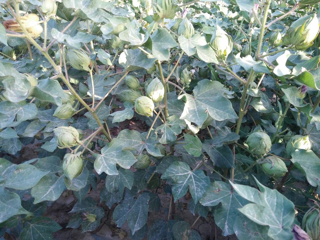 新疆阿克苏地区温宿县棉花 28mm 2批发_何云