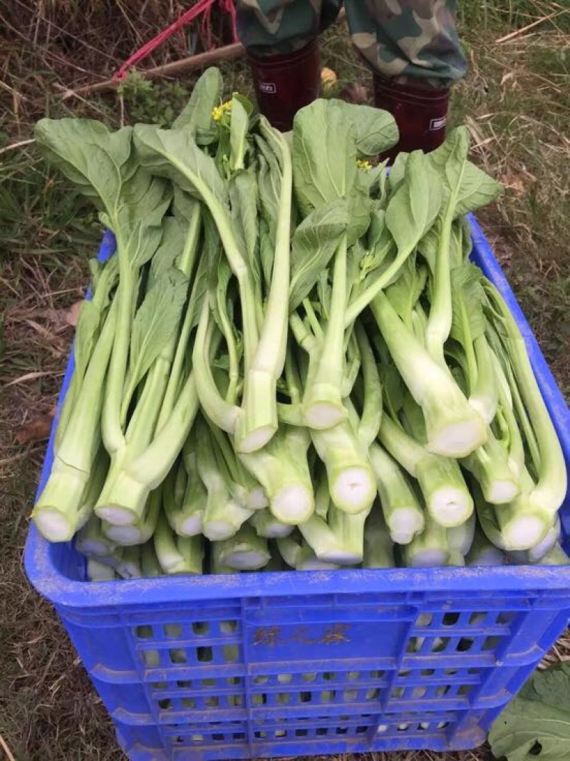 菜苔
