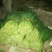 韭菜肇庆韭菜基地直销