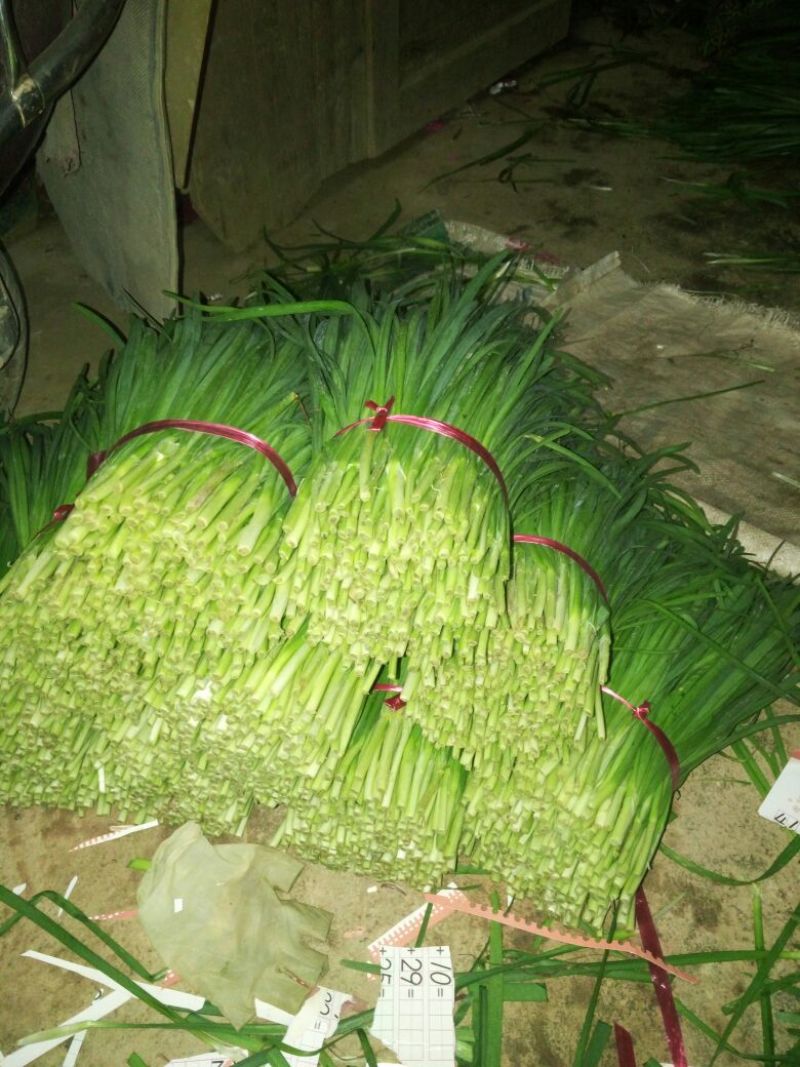 韭菜肇庆韭菜基地直销