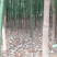 樟树2--10公分出售