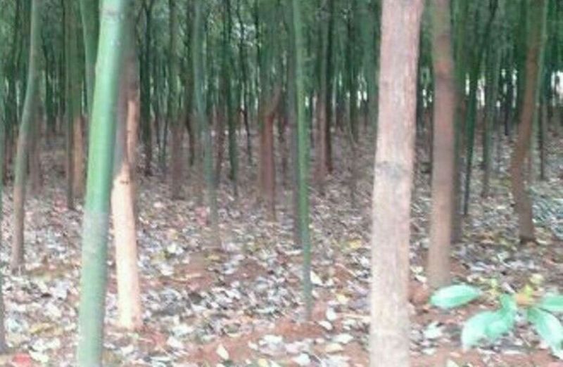 樟树2--10公分出售