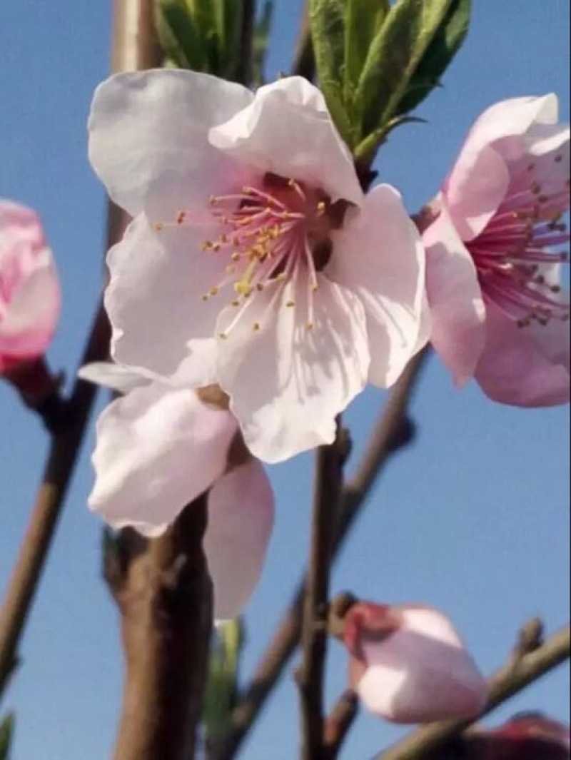 酥梨