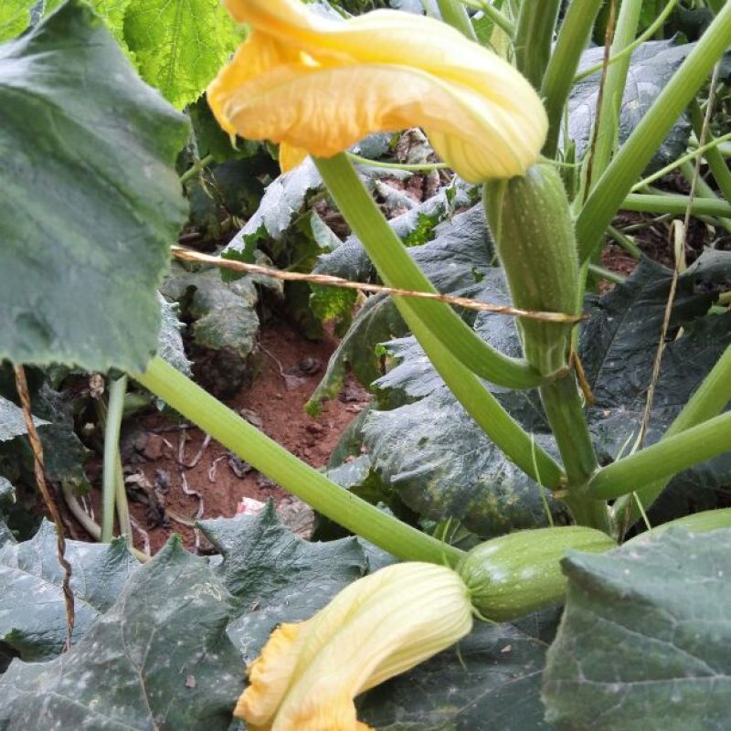 法拉利西葫芦0.8斤以上