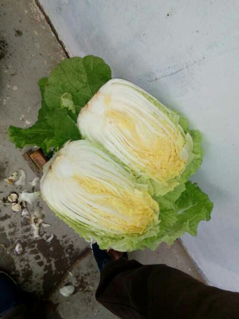 山东莒县黄心大白菜大量上市