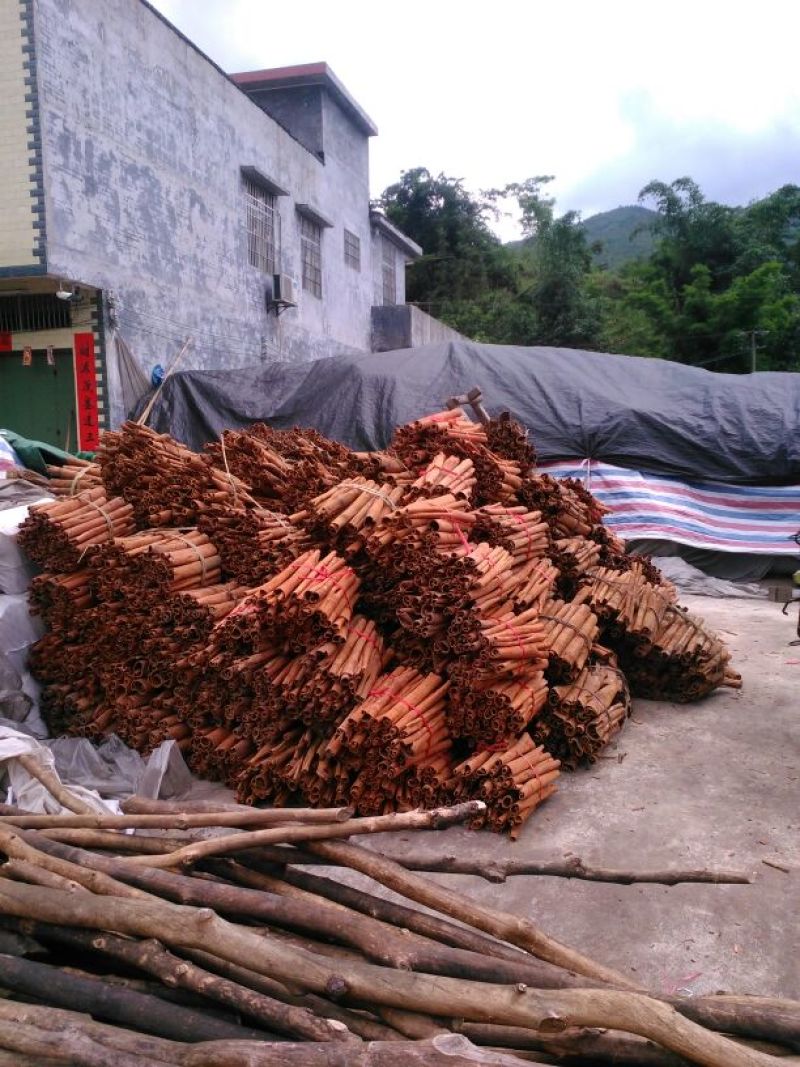 厚肉桂