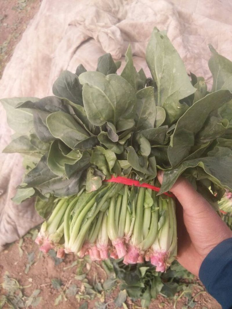 黑叶菠菜20~25厘米
