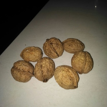 薄皮核桃25mm以下去皮干