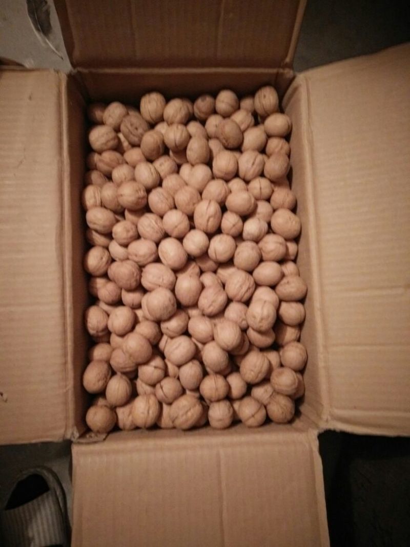 新新2号核桃去皮干