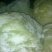 甘蓝1~2公斤