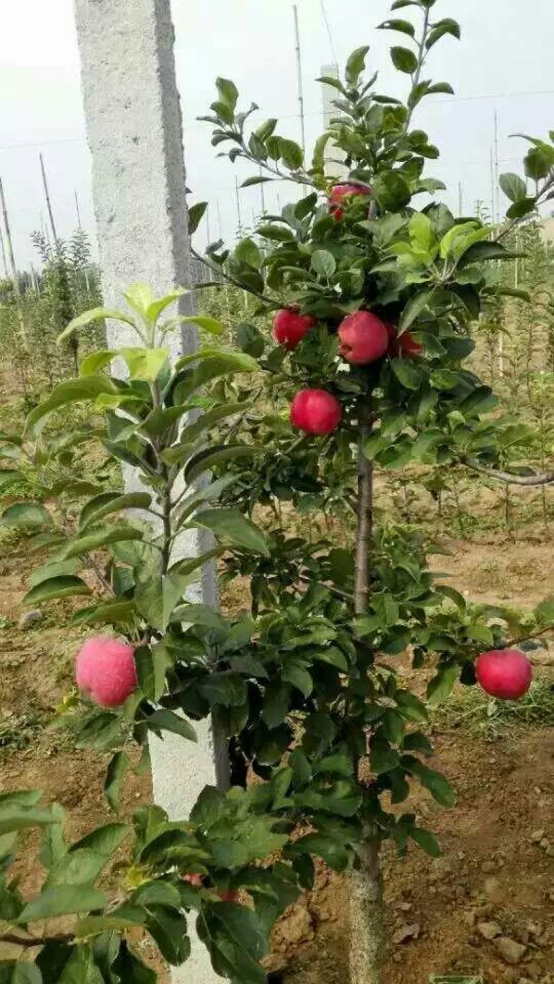 烟富六号苹果树苗30~40cm50~60cm60~70