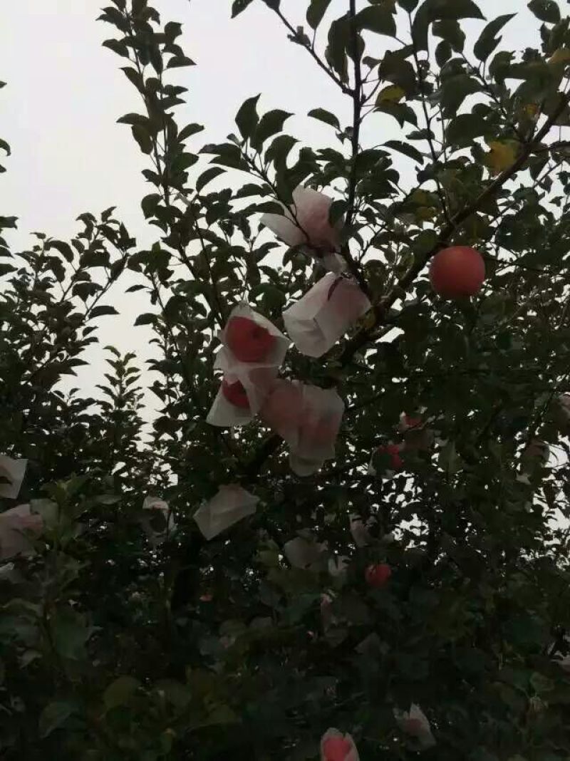 红富士苹果80mm以上纸袋
