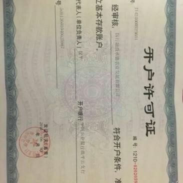 桑树苗50cm