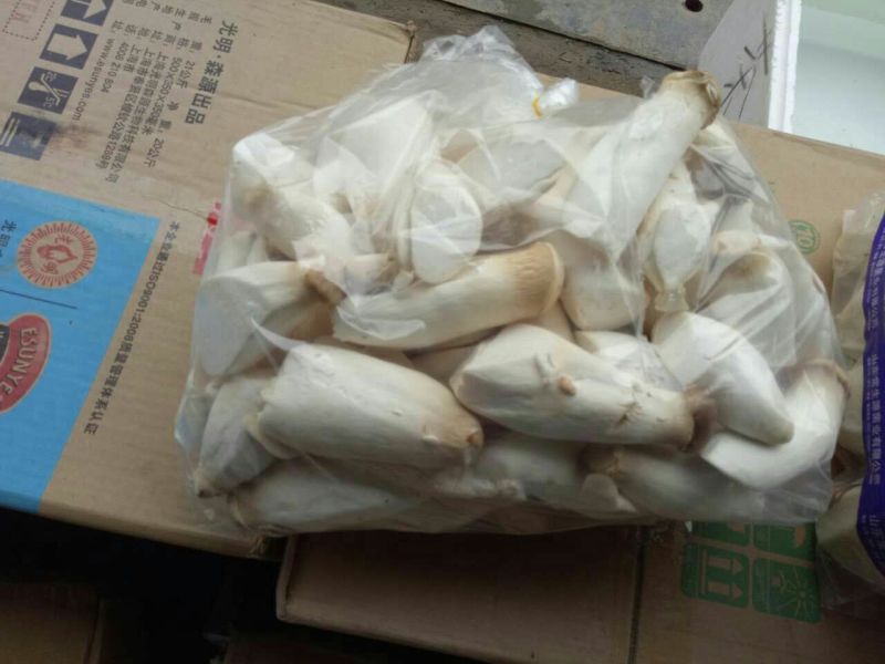 杏鲍菇蕾二级