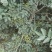 花椒苗大红袍花椒苗，基地直销，包邮包售后