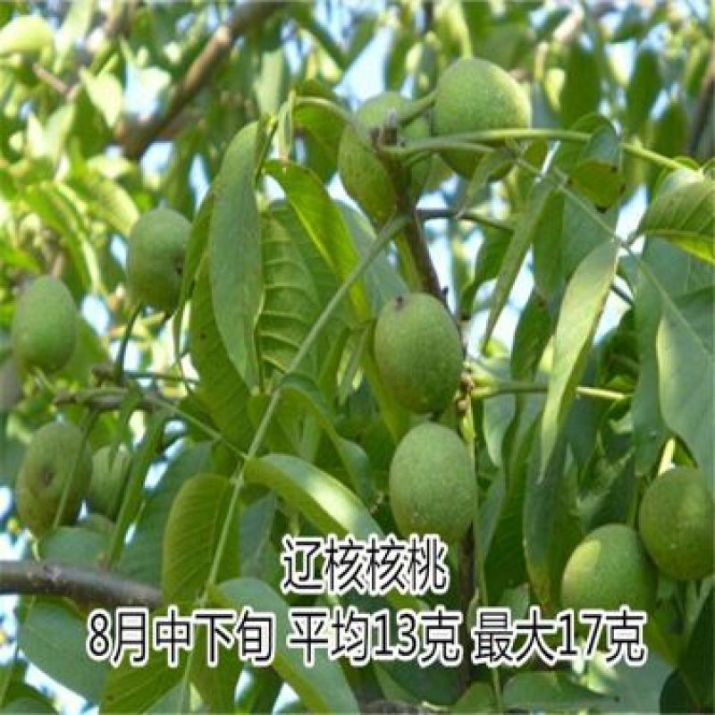 核桃苗50~100cm二年苗