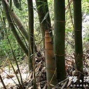 麻竹春笋