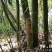 麻竹春笋