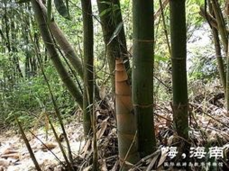麻竹春笋