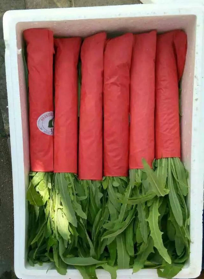 苦苣菜5~8厘米