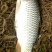 池鲤鱼食用2~3公斤