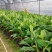 香蕉苗威廉斯B6香蕉苗