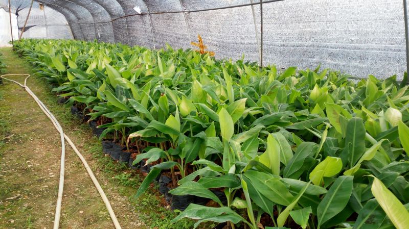 香蕉苗威廉斯B6香蕉苗