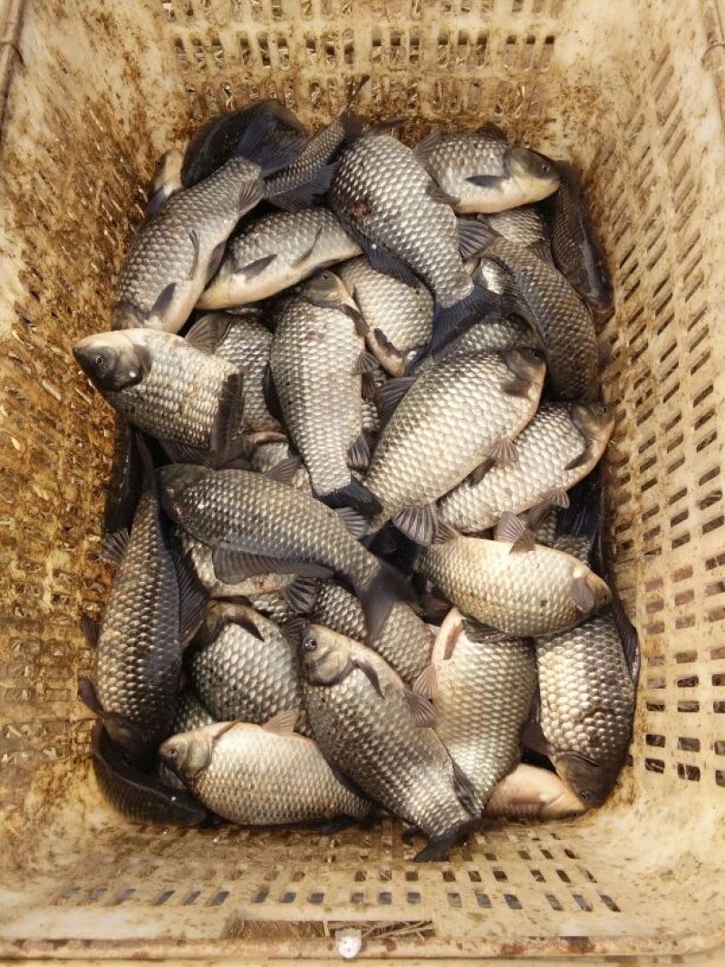 池鲤鱼食用0.5~1公斤